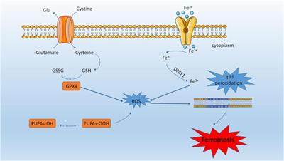 The recent advancements of ferroptosis in the diagnosis, treatment and prognosis of ovarian cancer